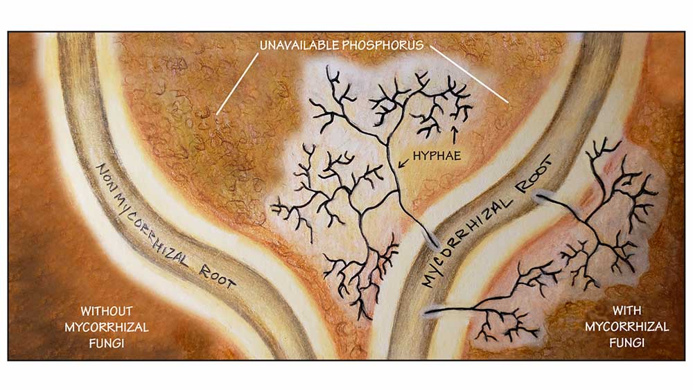 mycorrhizal-fungi-and-cannabis-make-your-plants-thrive-naturally