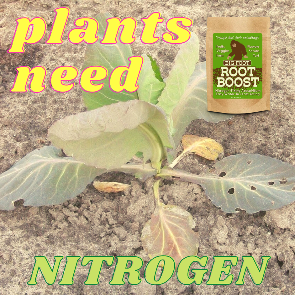 plants-needs-nitrogen-to-survive-here-s-how-to-introduce-it-to-your